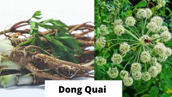 Dong-quai-health-benefits