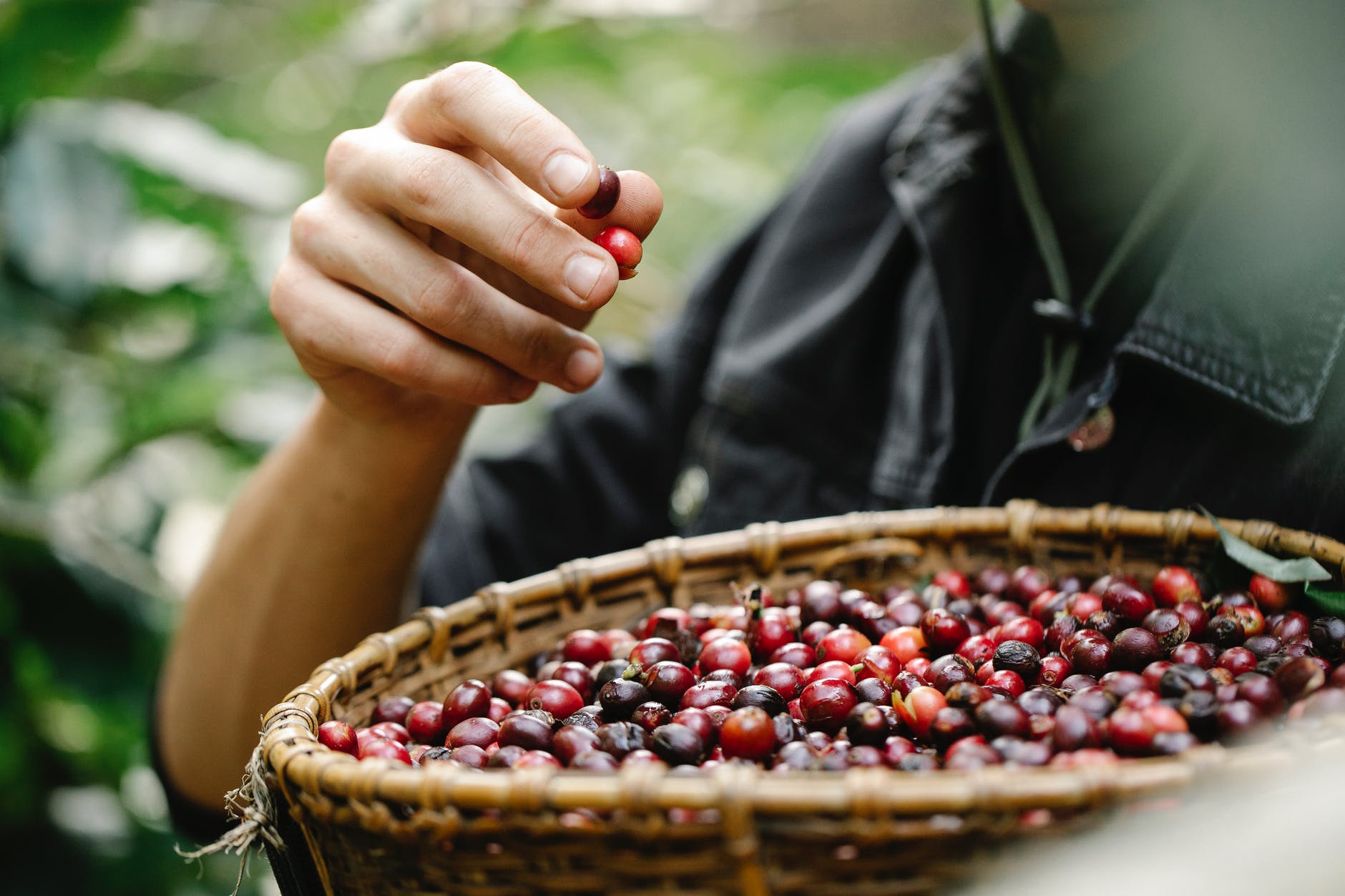 crop man eating picked berries in garden