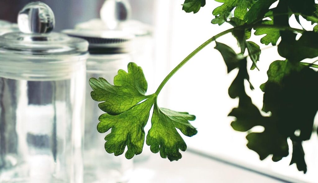 Parsley-for-dark-spots