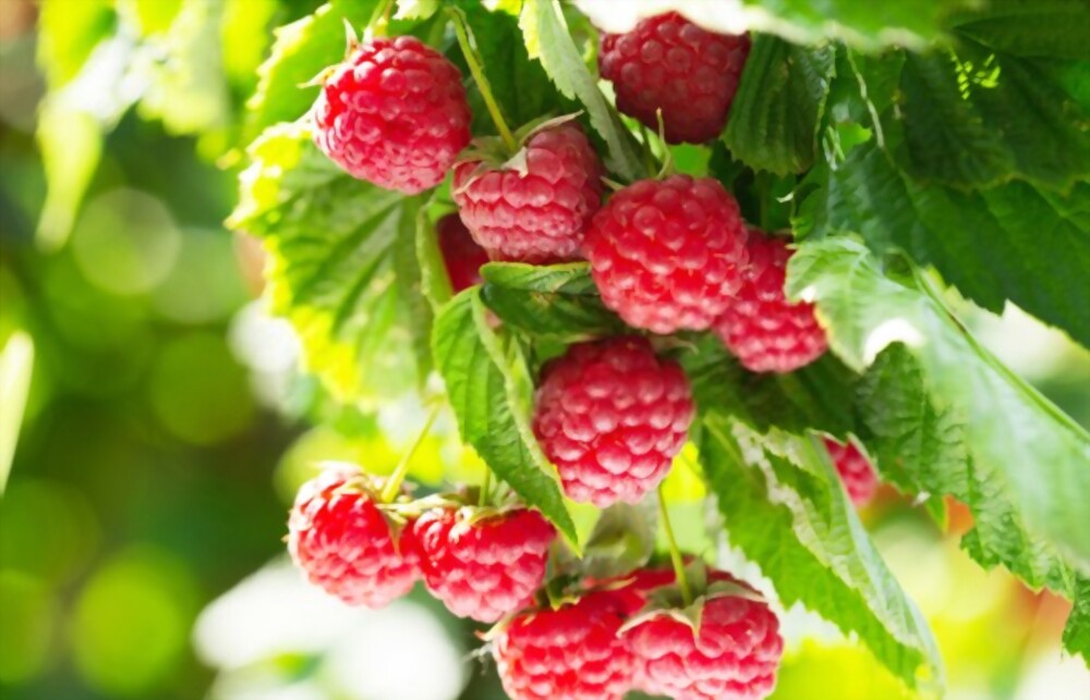 Raspberries